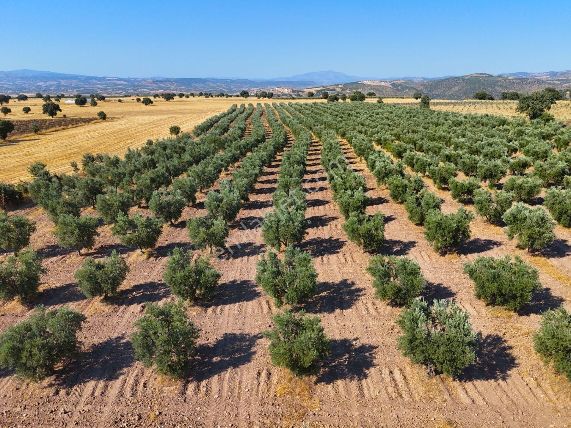 Salihli'de Satılık Baraj Manzaralı 16270 M2 Zeytinlik (video) - Görsel 25