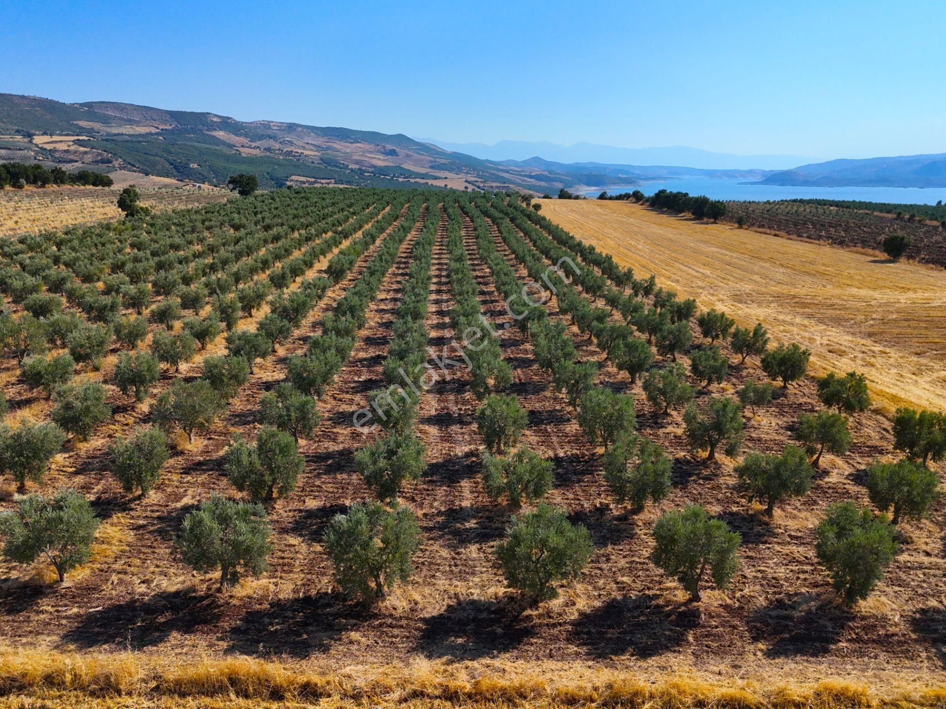 Salihli'de Satılık Baraj Manzaralı 16270 M2 Zeytinlik (video) - Görsel 18