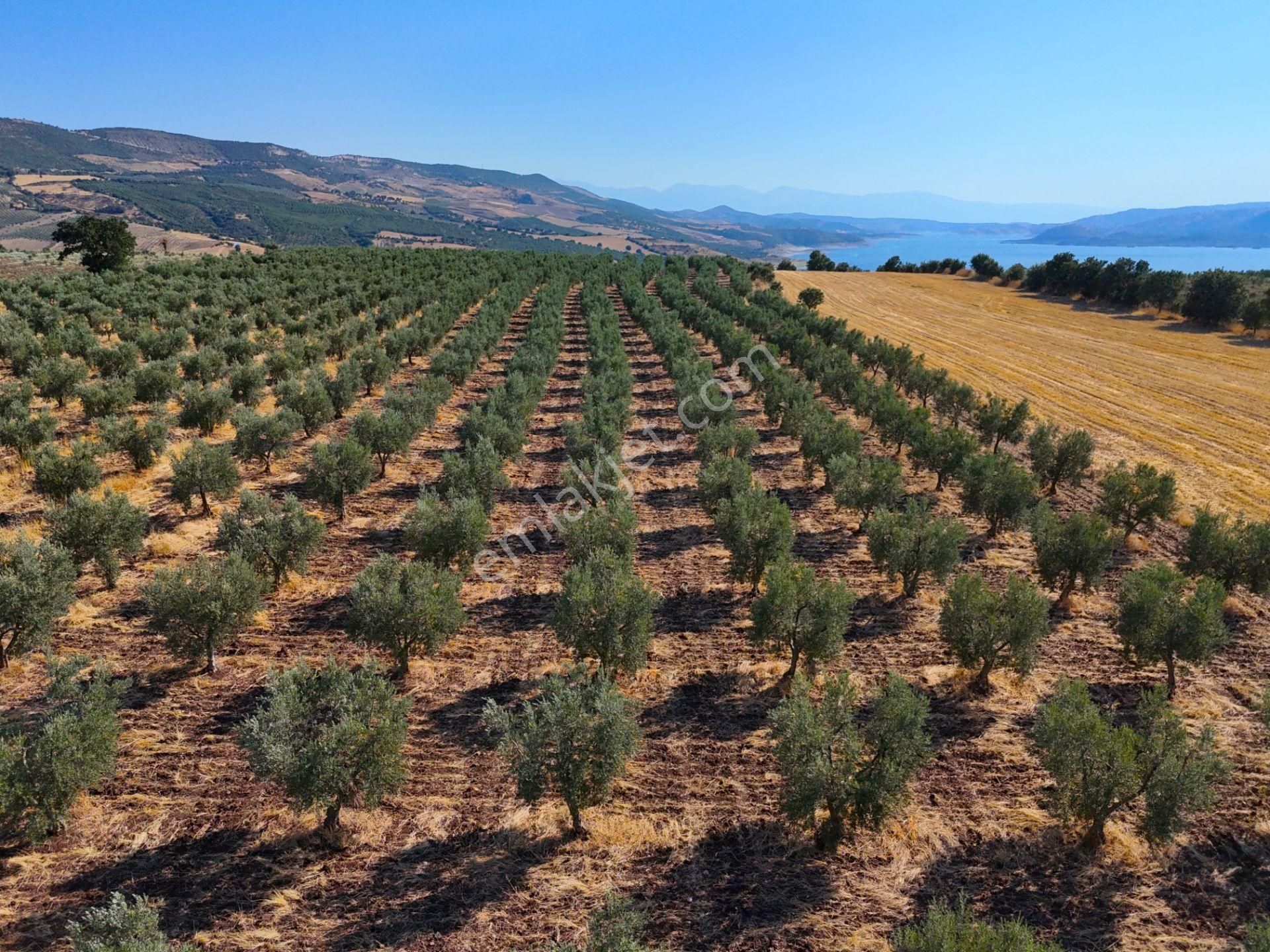 Salihli'de Satılık Baraj Manzaralı 16270 M2 Zeytinlik (video) - Görsel 19