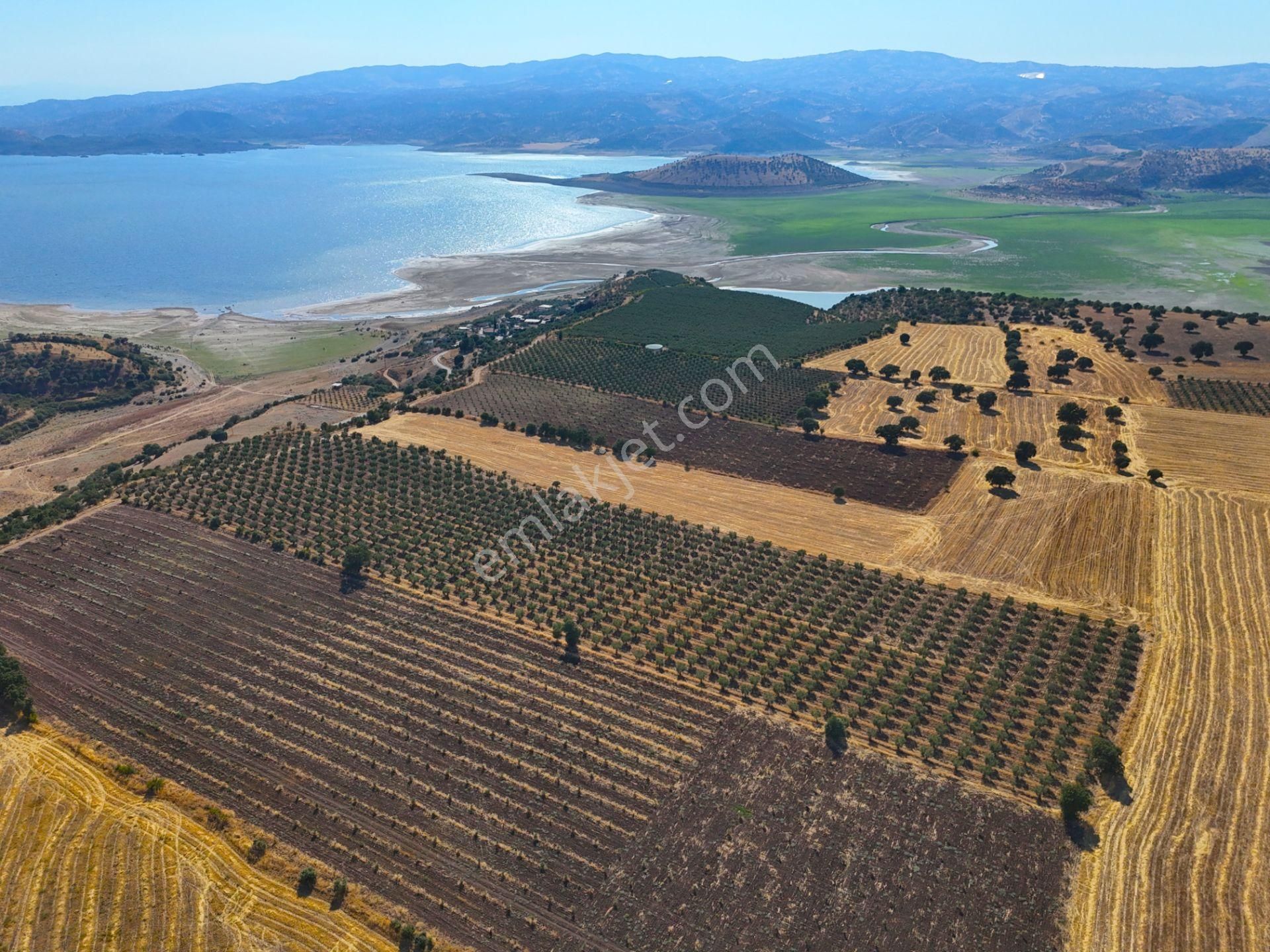 Salihli'de Satılık Baraj Manzaralı 16270 M2 Zeytinlik (video) - Görsel 6