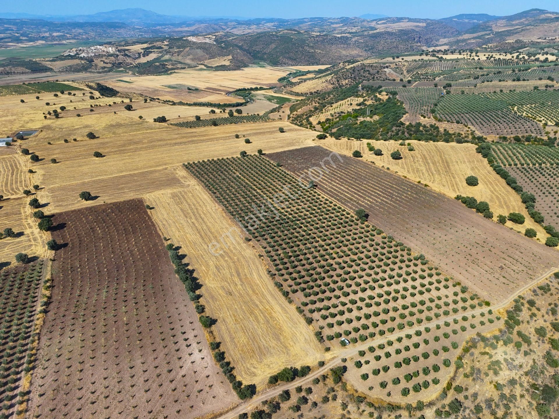 Salihli'de Satılık Baraj Manzaralı 16270 M2 Zeytinlik (video) - Görsel 15