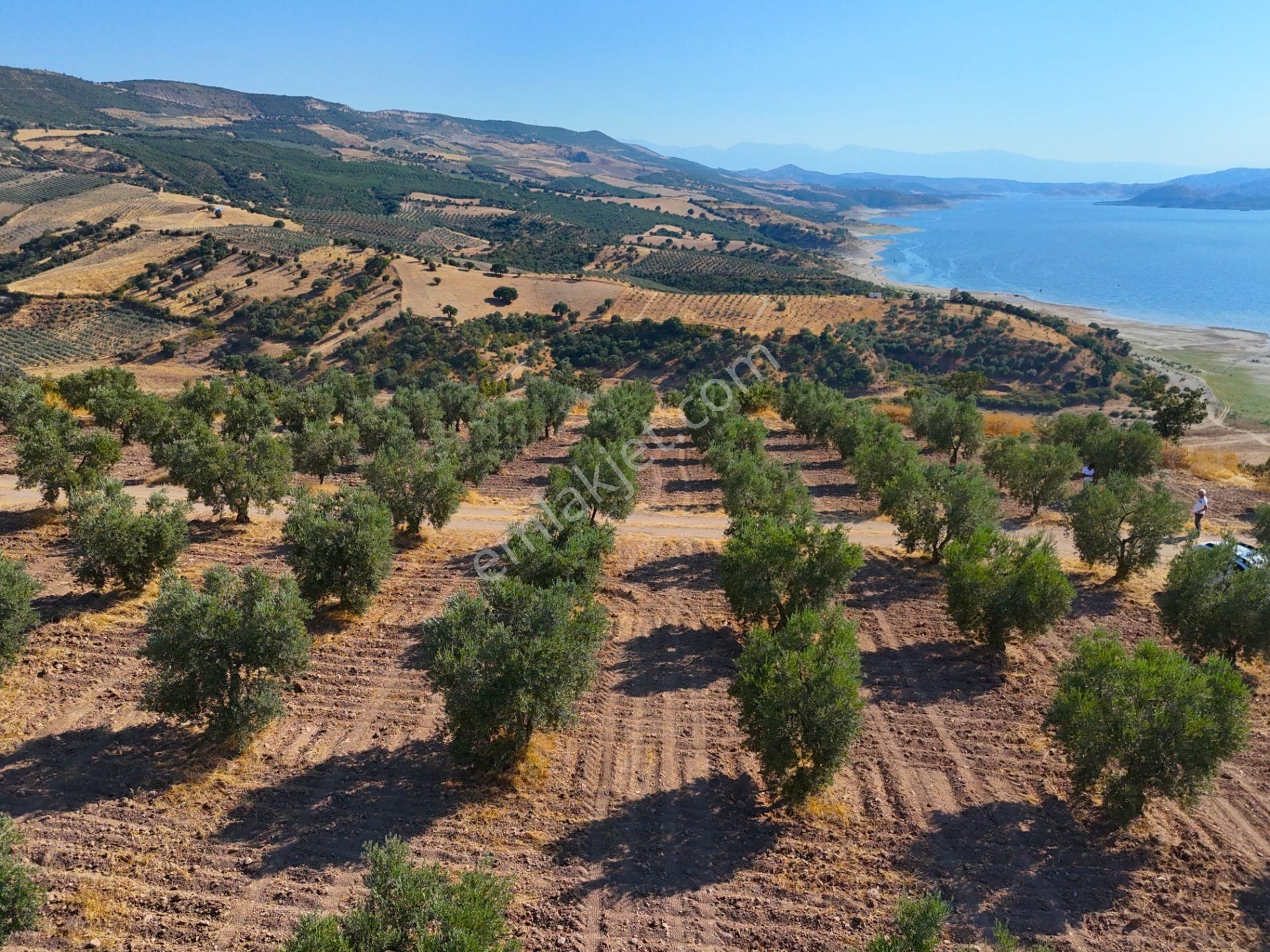 Salihli'de Satılık Baraj Manzaralı 16270 M2 Zeytinlik (video) - Görsel 22
