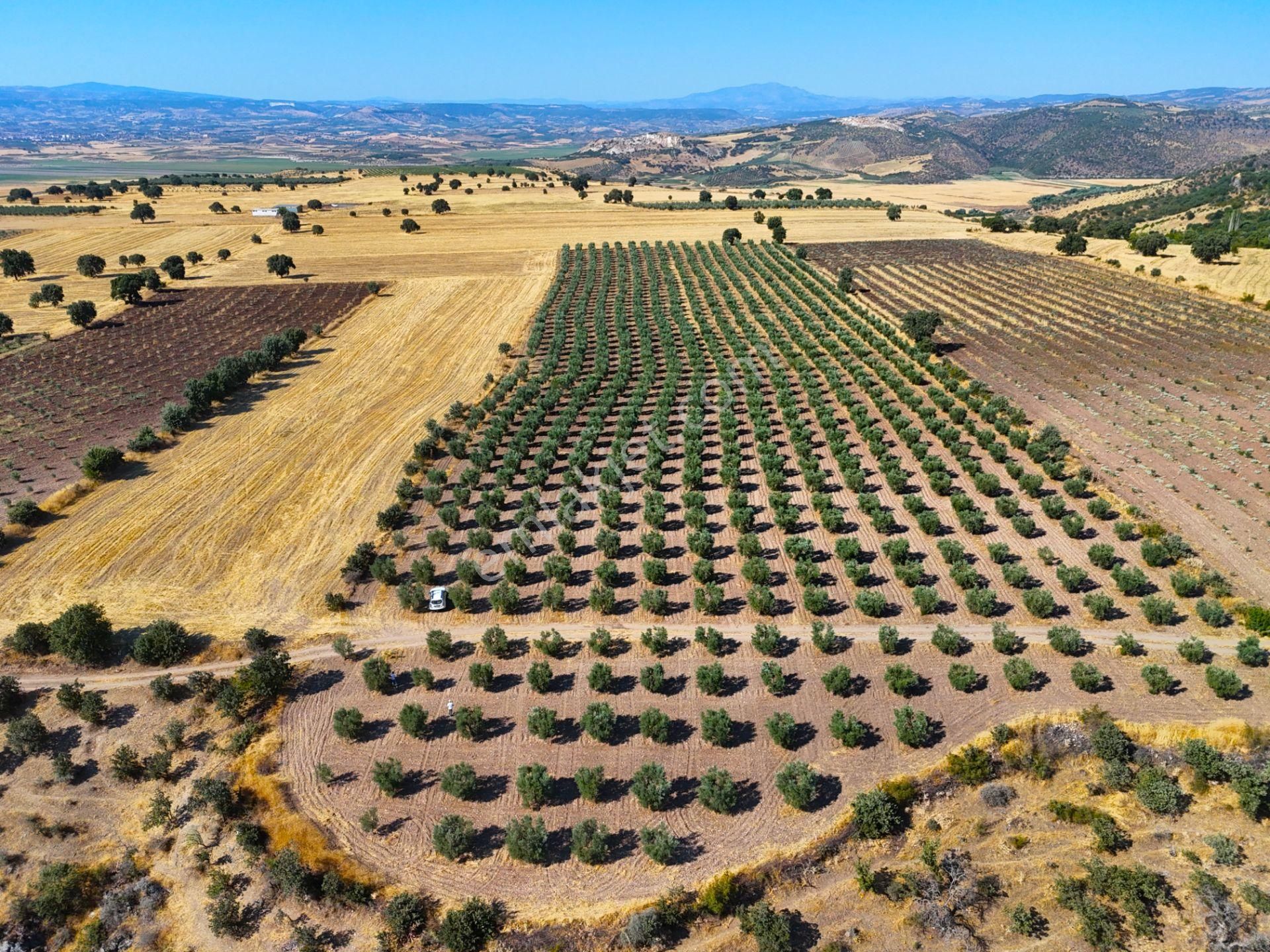 Salihli'de Satılık Baraj Manzaralı 16270 M2 Zeytinlik (video) - Görsel 2