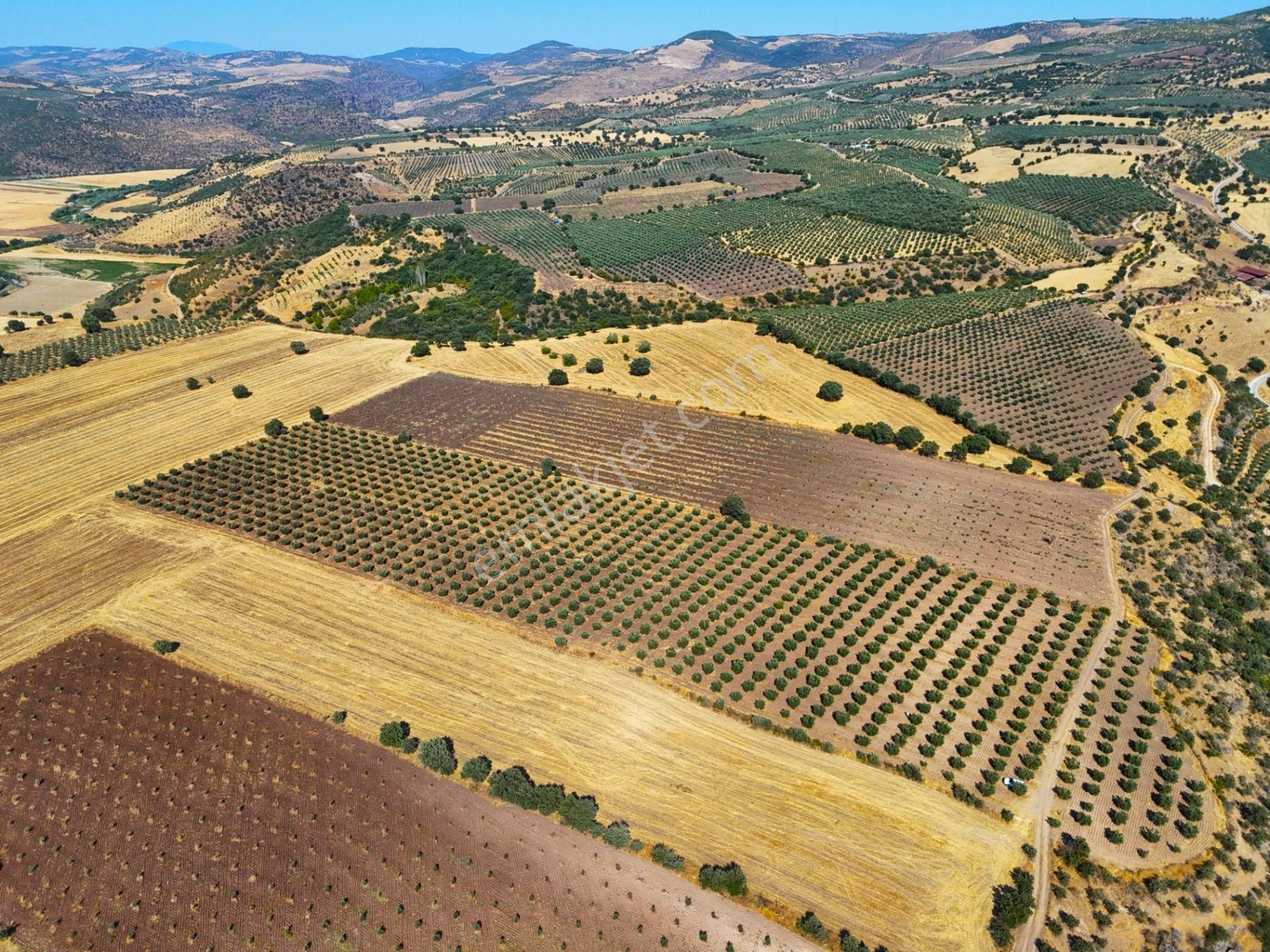 Salihli'de Satılık Baraj Manzaralı 16270 M2 Zeytinlik (video) - Görsel 14