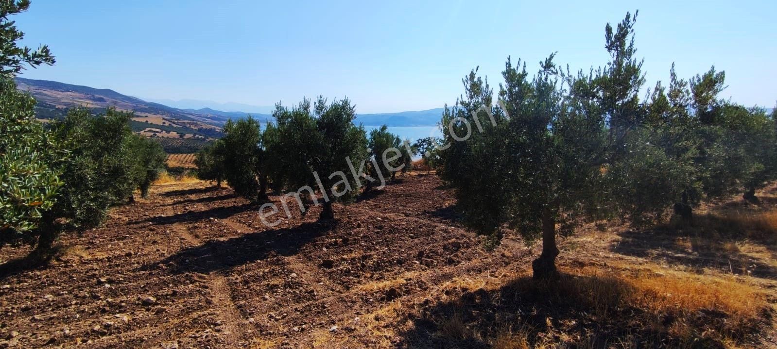 Salihli'de Satılık Baraj Manzaralı 16270 M2 Zeytinlik (video) - Görsel 35