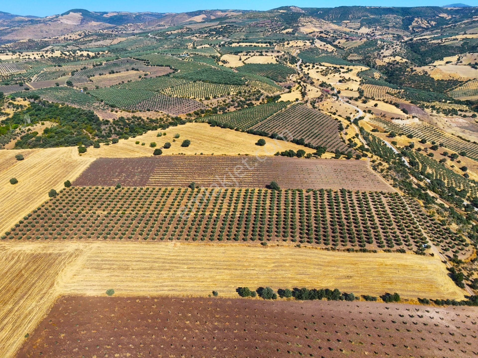 Salihli'de Satılık Baraj Manzaralı 16270 M2 Zeytinlik (video) - Görsel 12
