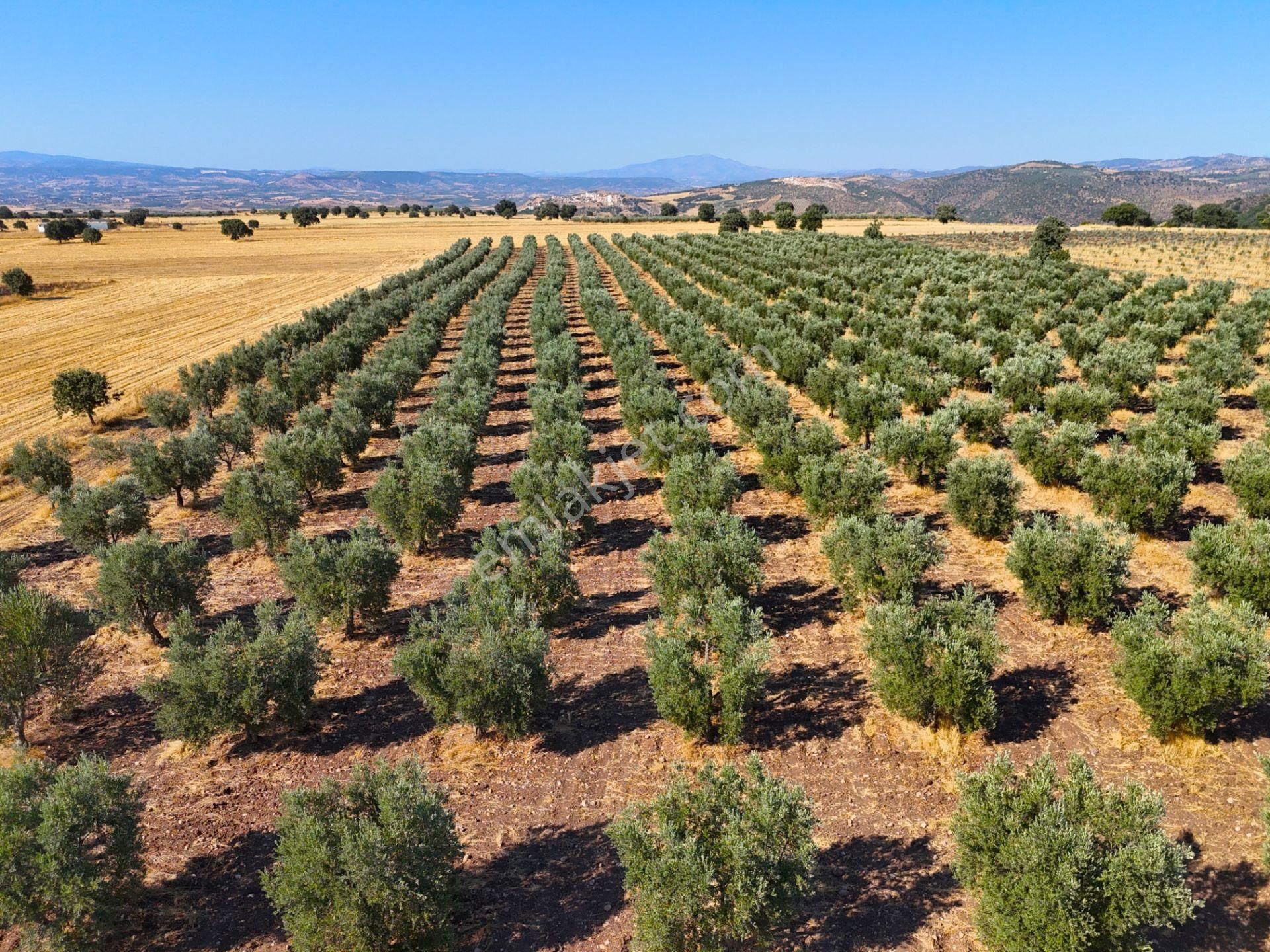Salihli'de Satılık Baraj Manzaralı 16270 M2 Zeytinlik (video) - Görsel 26