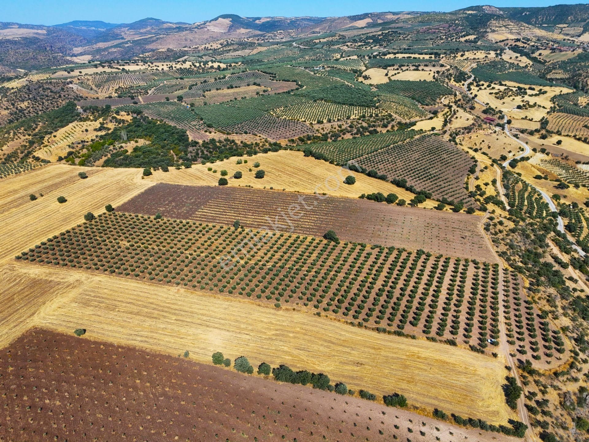 Salihli'de Satılık Baraj Manzaralı 16270 M2 Zeytinlik (video) - Görsel 13
