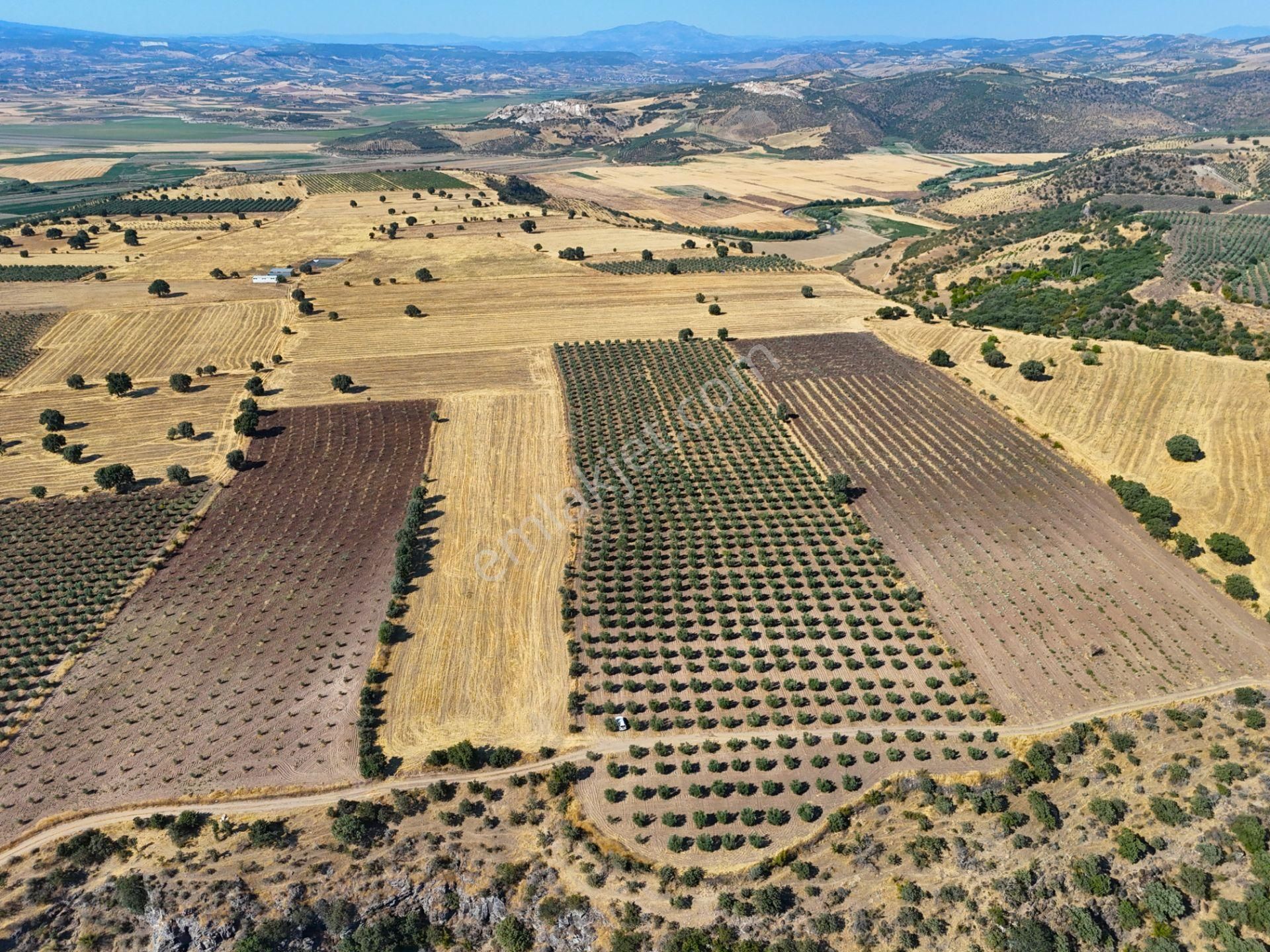 Salihli'de Satılık Baraj Manzaralı 16270 M2 Zeytinlik (video) - Görsel 16