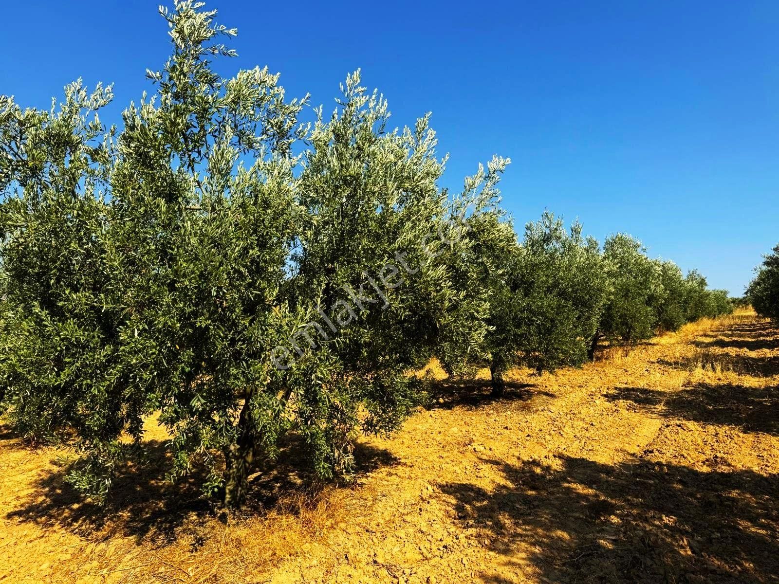 Salihli'de Satılık Baraj Manzaralı 16270 M2 Zeytinlik (video) - Görsel 30