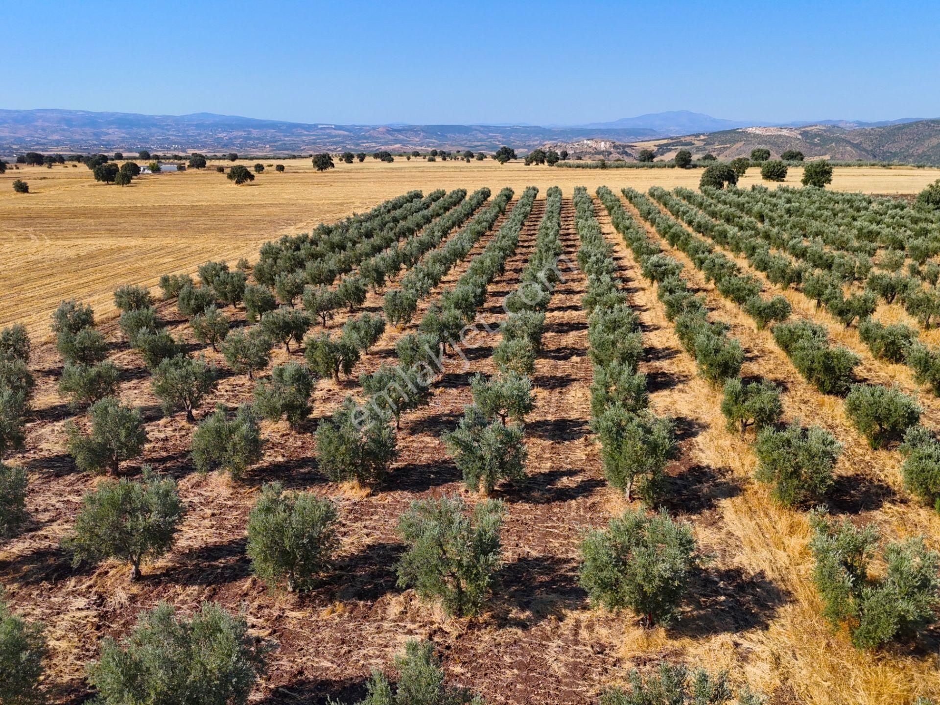 Salihli'de Satılık Baraj Manzaralı 16270 M2 Zeytinlik (video) - Görsel 27