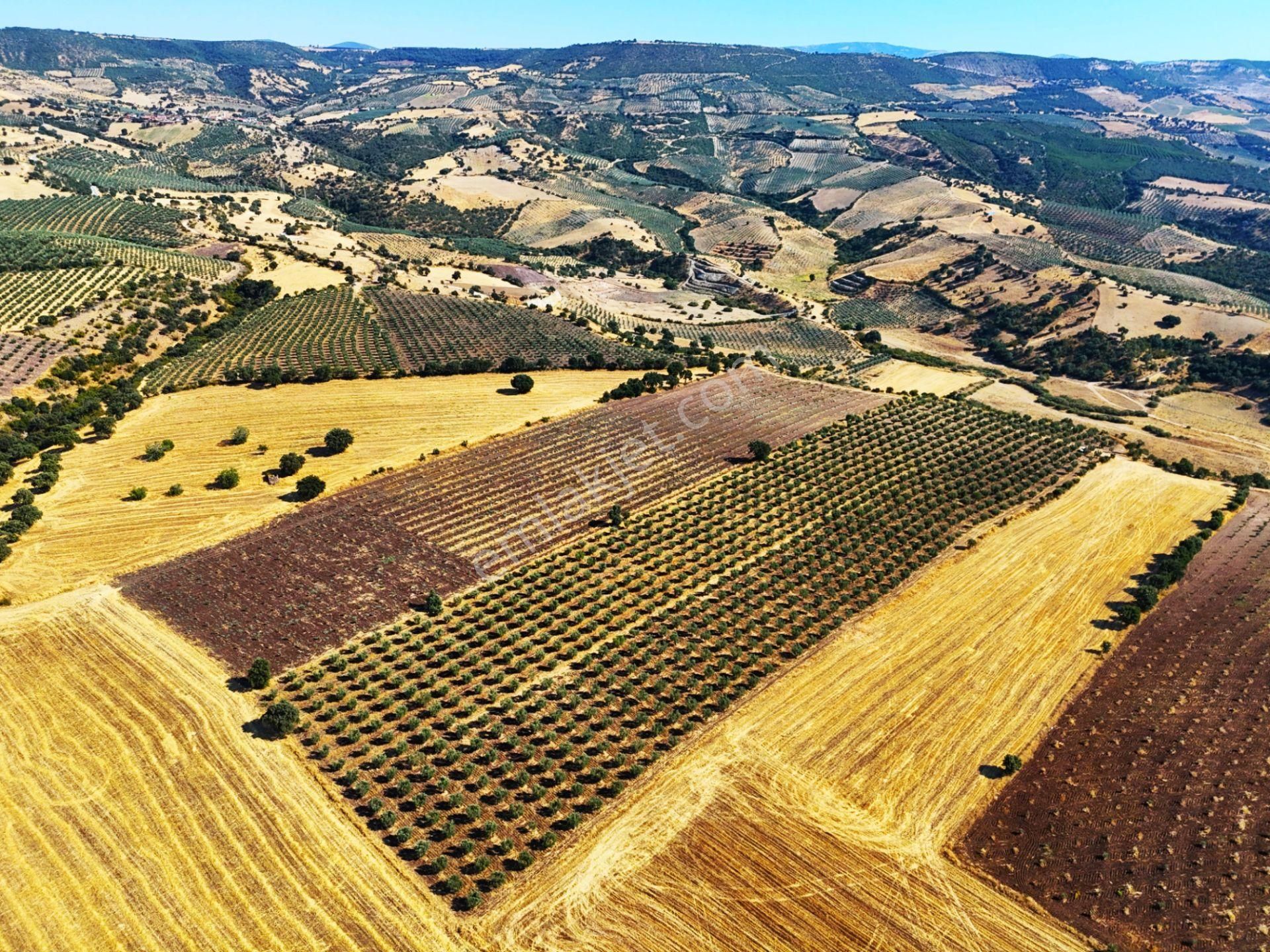 Salihli'de Satılık Baraj Manzaralı 16270 M2 Zeytinlik (video) - Görsel 11