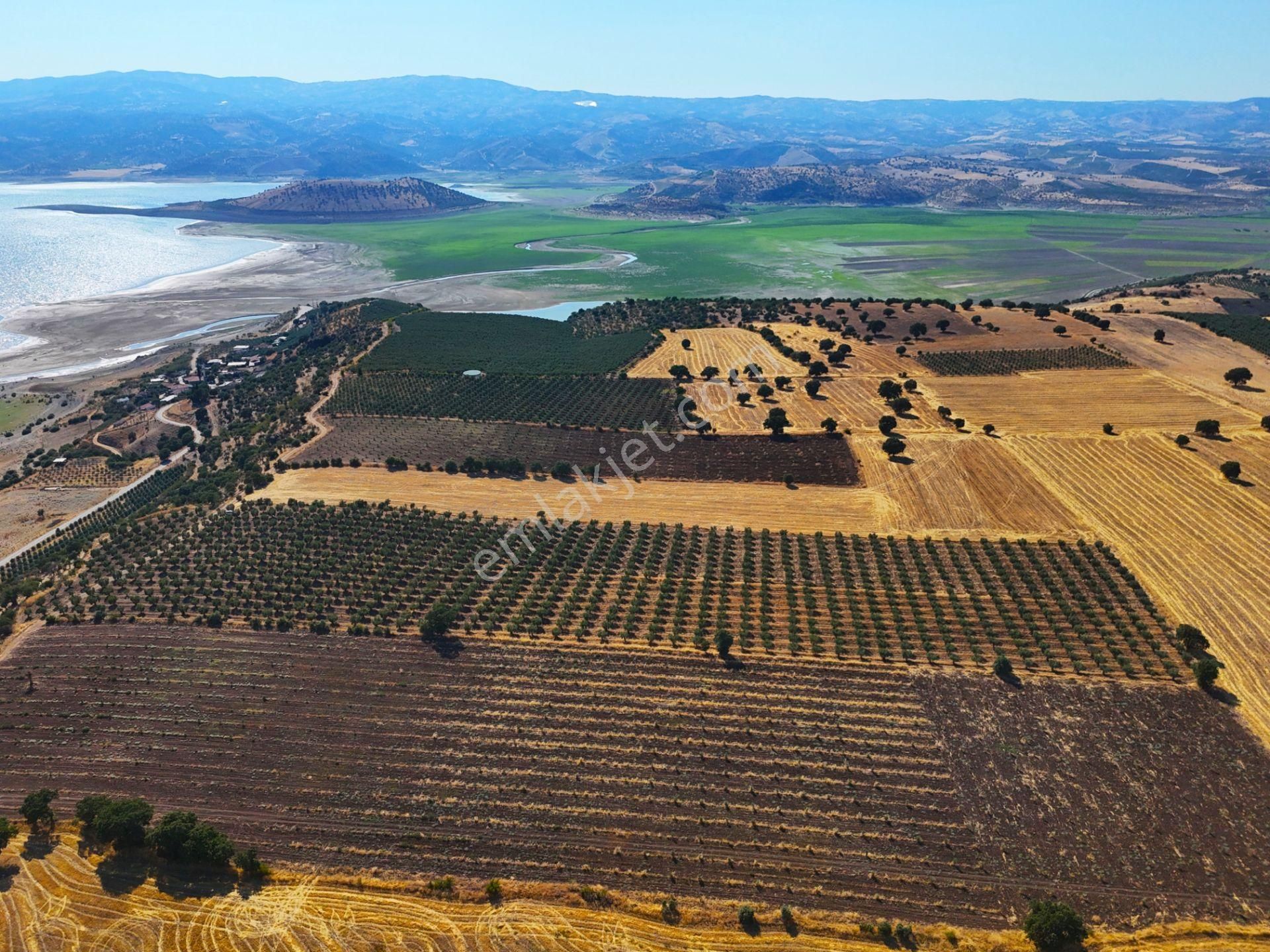Salihli'de Satılık Baraj Manzaralı 16270 M2 Zeytinlik (video) - Görsel 5