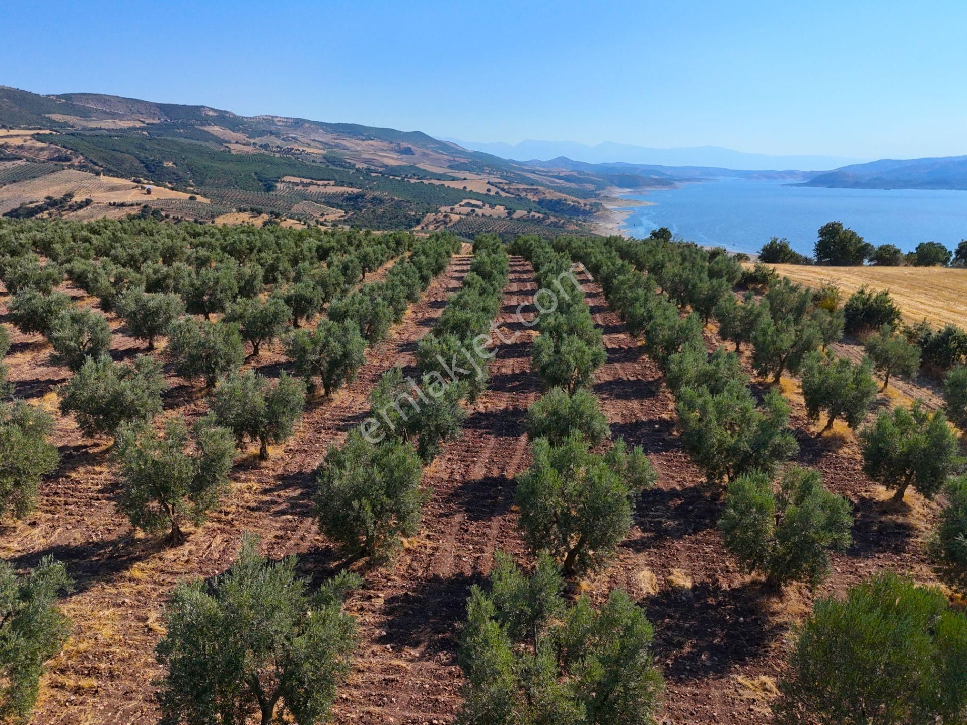 Salihli'de Satılık Baraj Manzaralı 16270 M2 Zeytinlik (video) - Görsel 21