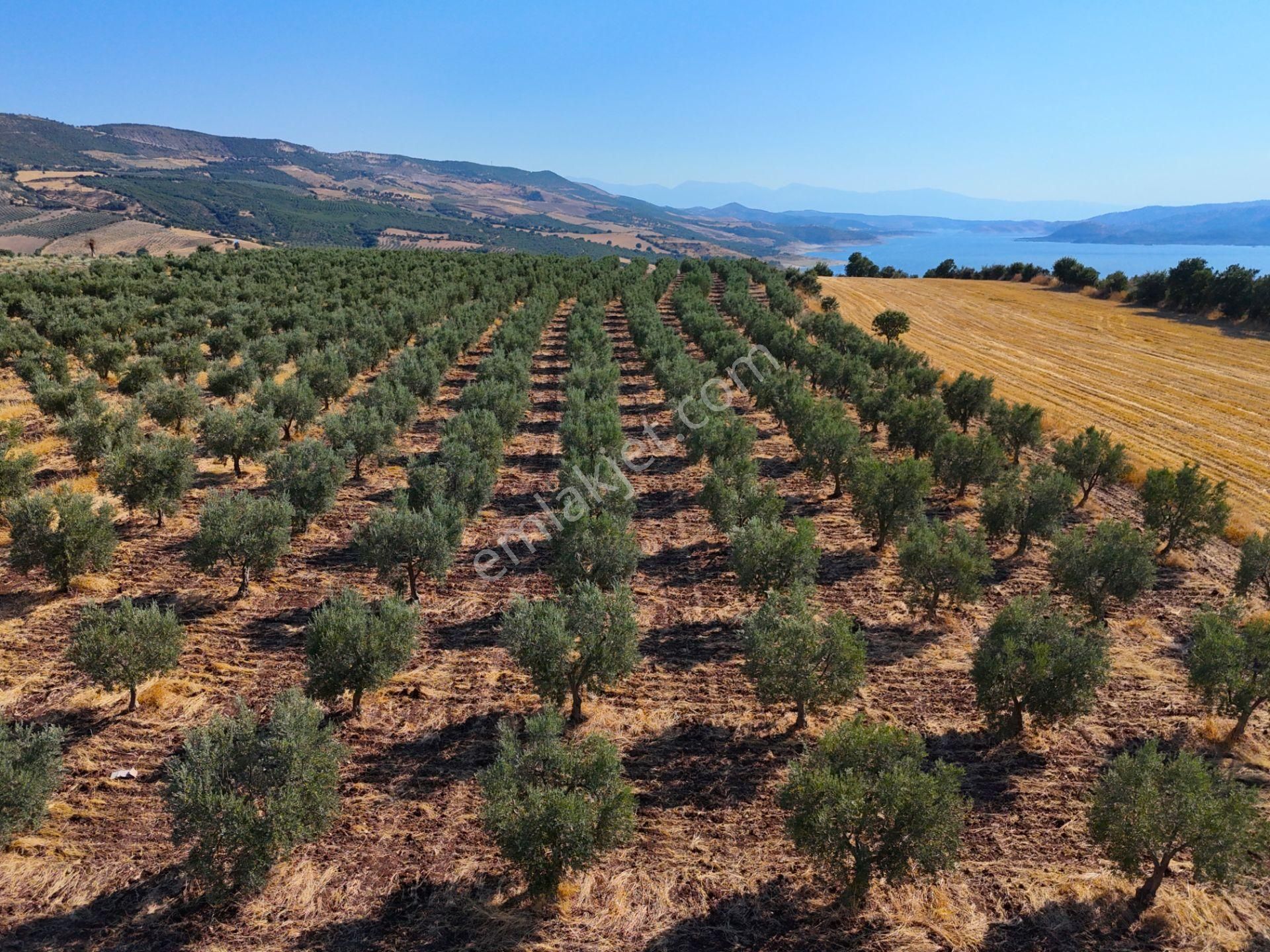 Salihli'de Satılık Baraj Manzaralı 16270 M2 Zeytinlik (video) - Görsel 20