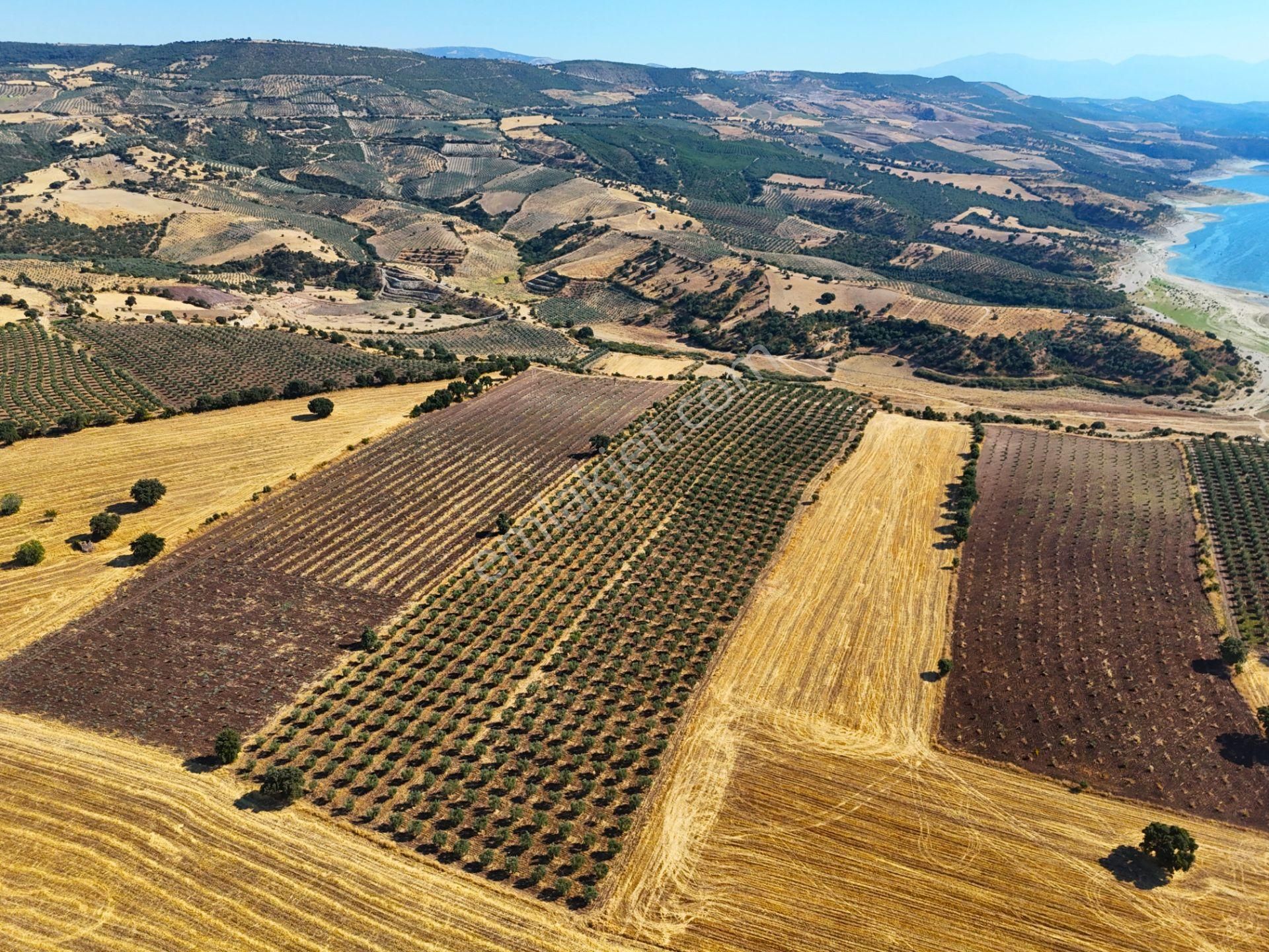 Salihli'de Satılık Baraj Manzaralı 16270 M2 Zeytinlik (video) - Görsel 10