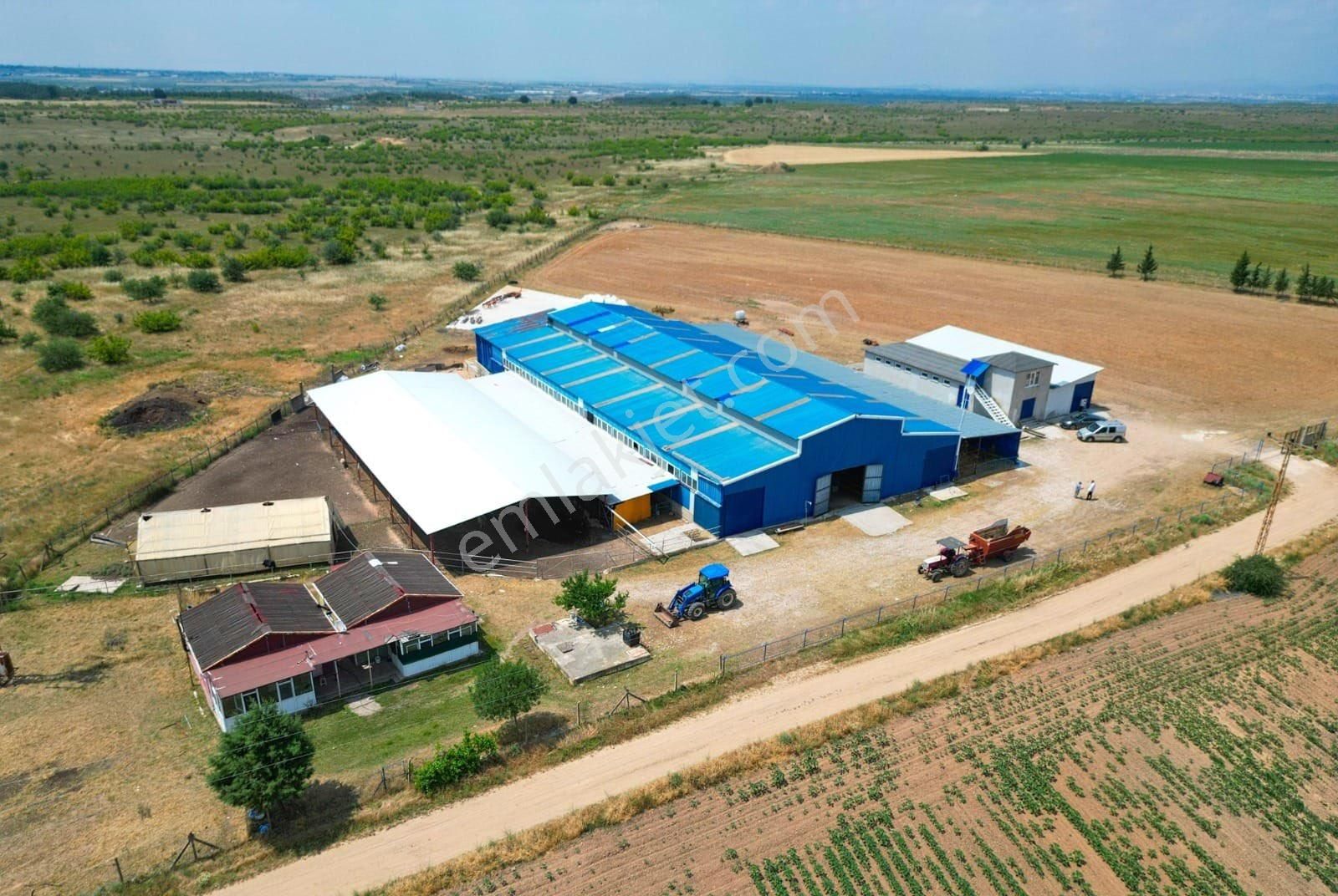 Kırklareli Merkez Degirmencik Köyünde Muhteşem Konumda 84 Dönüm Arazi Üzerine Kurulu Faal Çiftlik