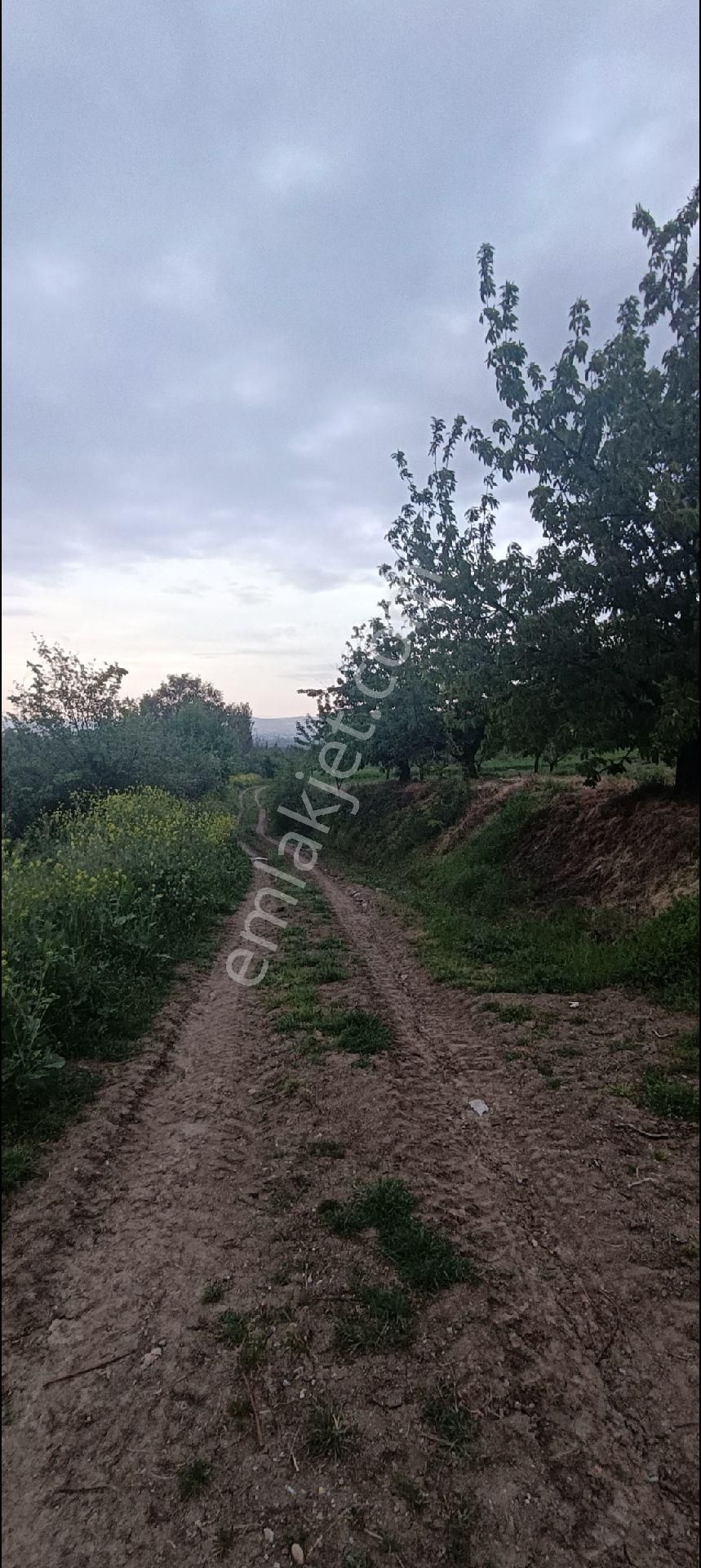 E&f Gayrimenkul'den Deydinler Mahallesinde Kadastro Yola Cephe Acil Satılık Tarla - Görsel 2