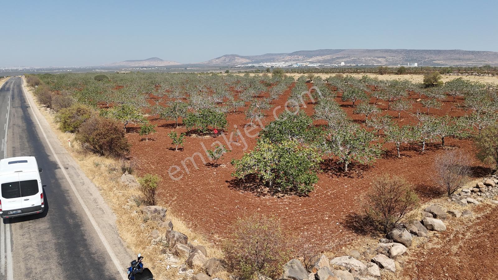 Uyaran79 Gayrimenkulden Yavuzlu Köyünde 650 Ad Yetişkin Fıstık - Görsel 24