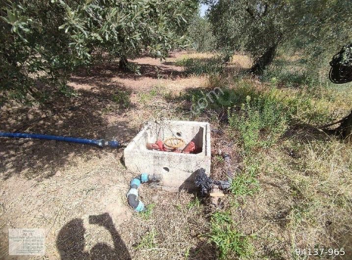 Bağ Evi Yapımına Uygun Sahibinden Zeytinlik - Görsel 3
