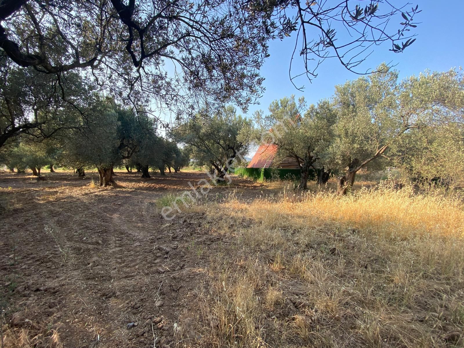 Bağ Evi Yapımına Uygun Sahibinden Zeytinlik - Görsel 4