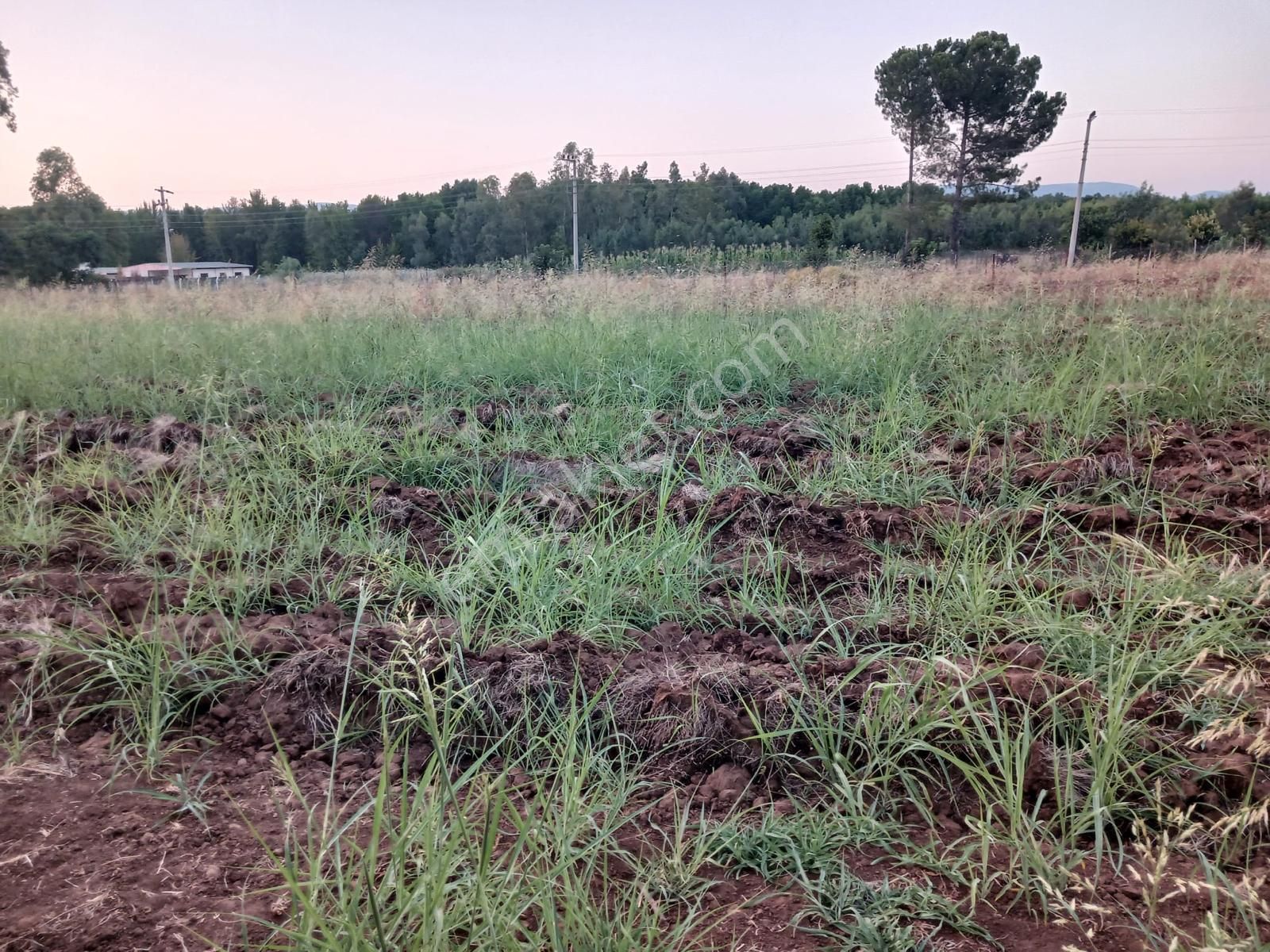 Muğla - Ula Çörüş Köyünde 1600 M2 Köy Yerleşim Alanı İçinde Kalan Satılık Tarla
