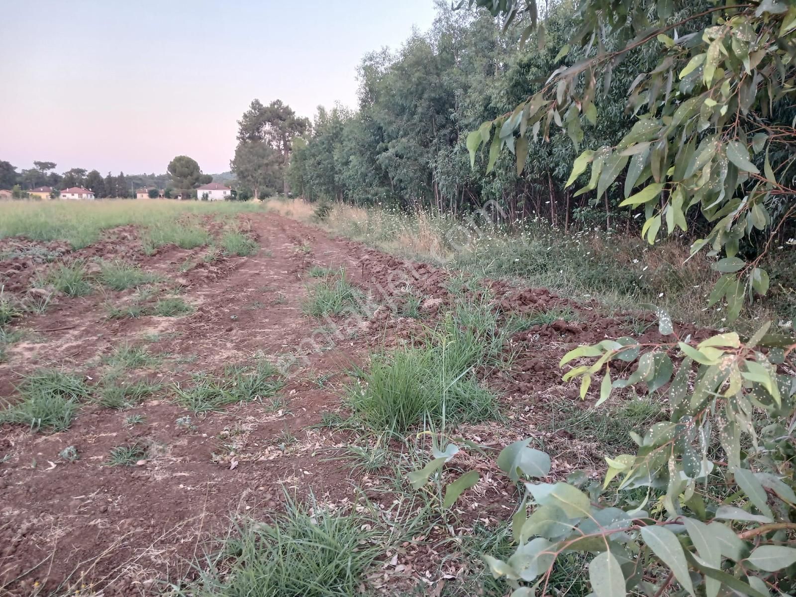 Muğla - Ula Çörüş Köyünde 1600 M2 Köy Yerleşim Alanı İçinde Kalan Satılık Tarla - Görsel 5