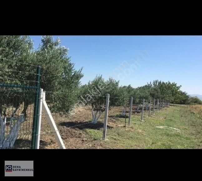 Karacabey Gölkıyı 4.200 M2 Satılık Müstakil Tek Tapu Tarla