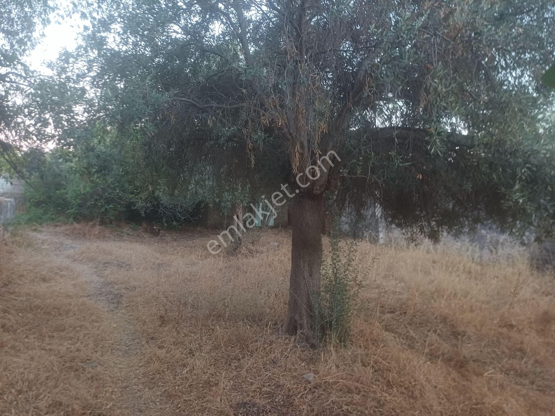 Milas Kazikli Mahallesinde Satilik Köy Evi - Görsel 3