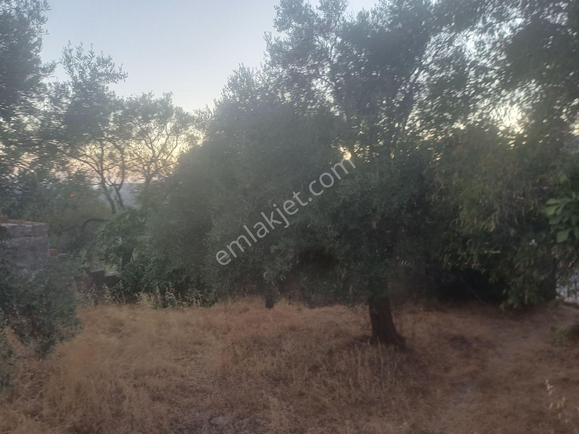 Milas Kazikli Mahallesinde Satilik Köy Evi - Görsel 15