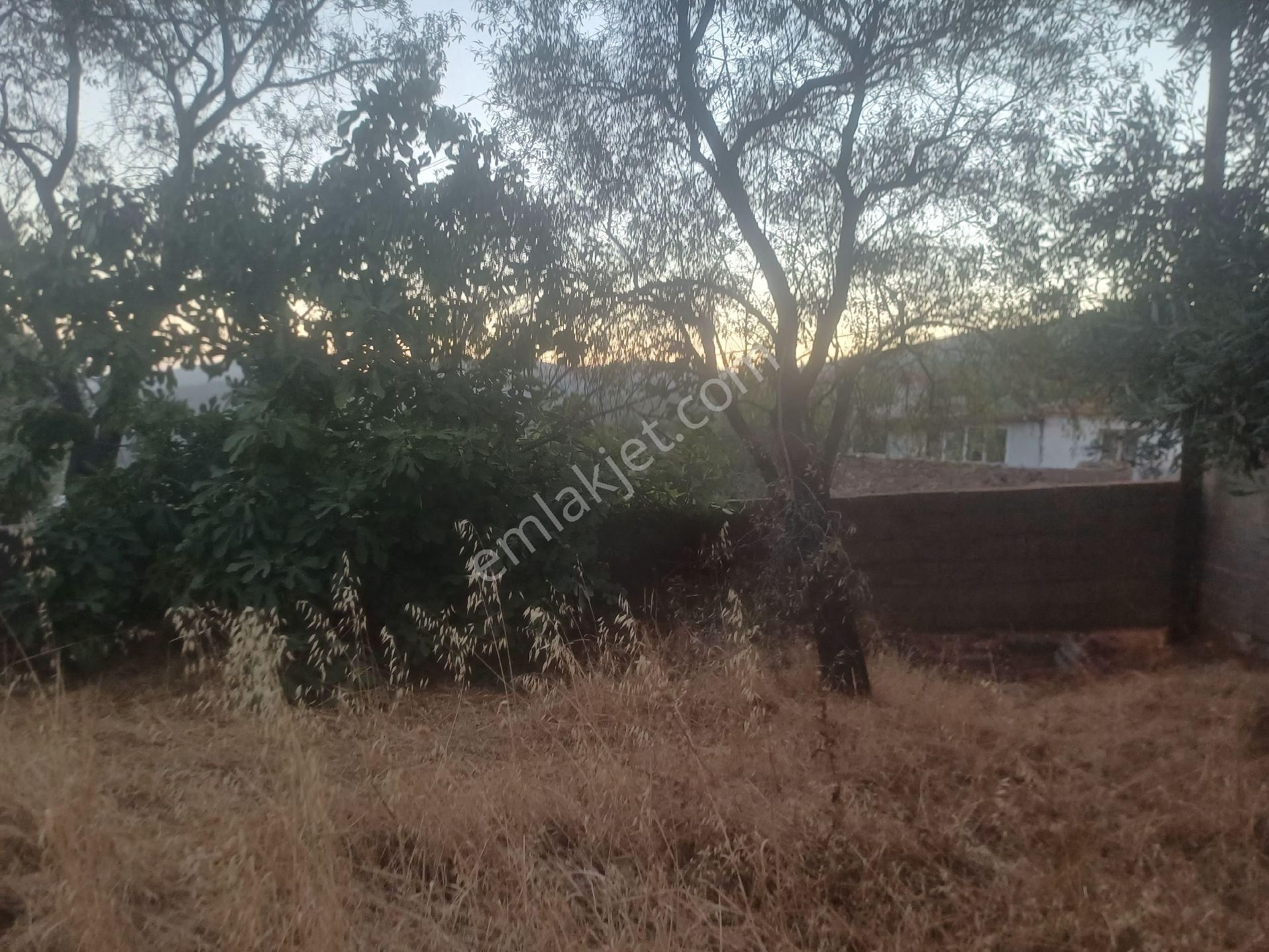 Milas Kazikli Mahallesinde Satilik Köy Evi - Görsel 6