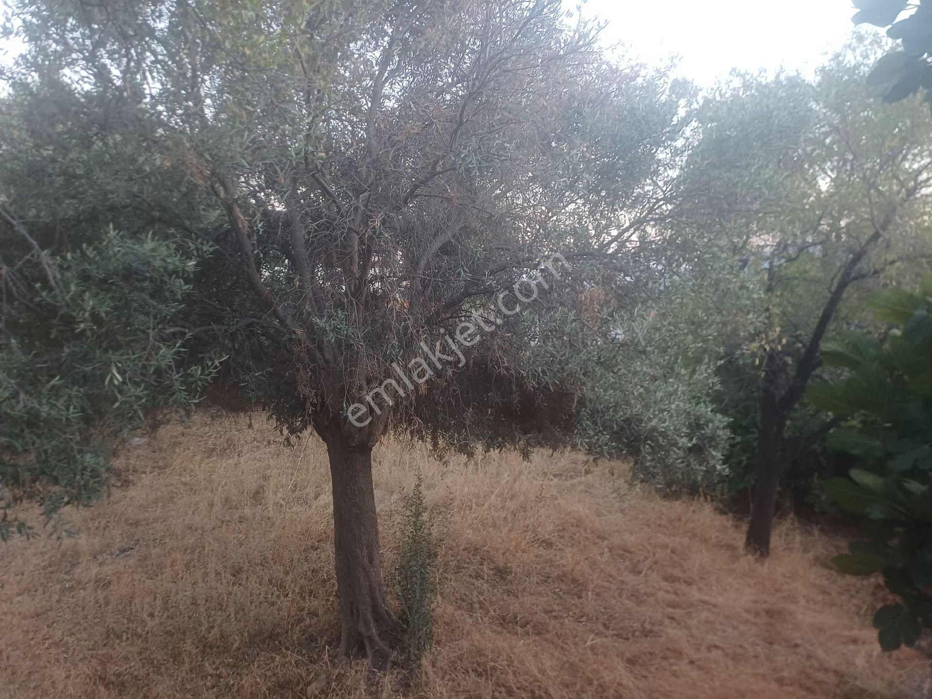 Milas Kazikli Mahallesinde Satilik Köy Evi - Görsel 19