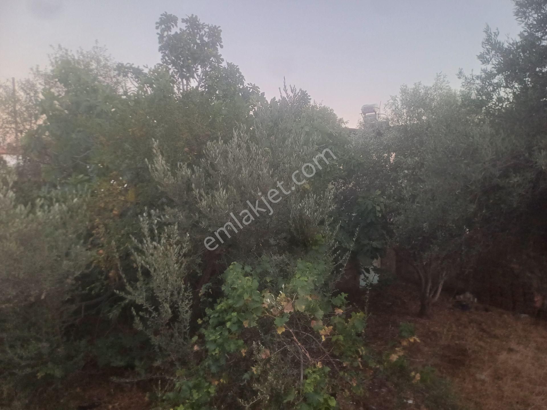 Milas Kazikli Mahallesinde Satilik Köy Evi - Görsel 16