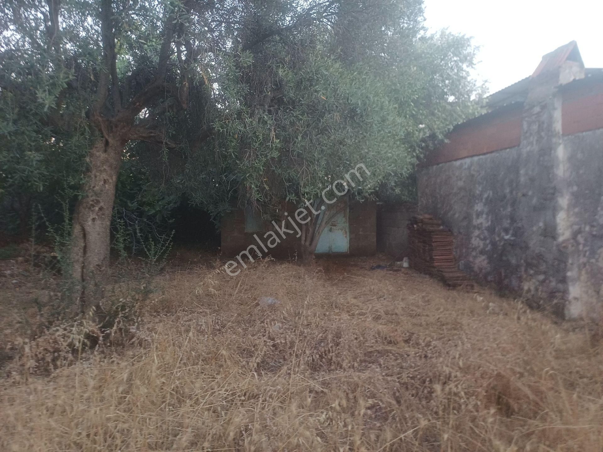 Milas Kazikli Mahallesinde Satilik Köy Evi - Görsel 4