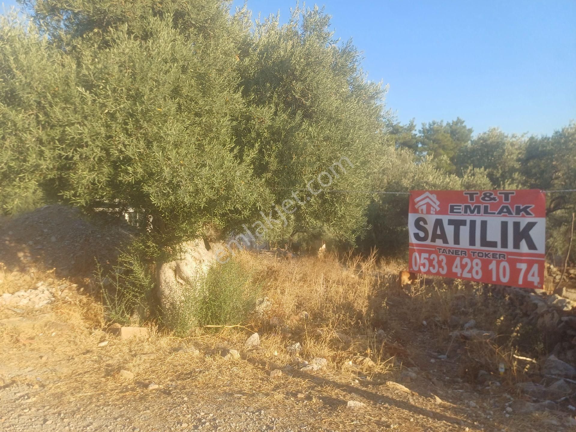 Milas Kazikli Mahallesinde Konut+ticari İmarlı Arsa - Görsel 11