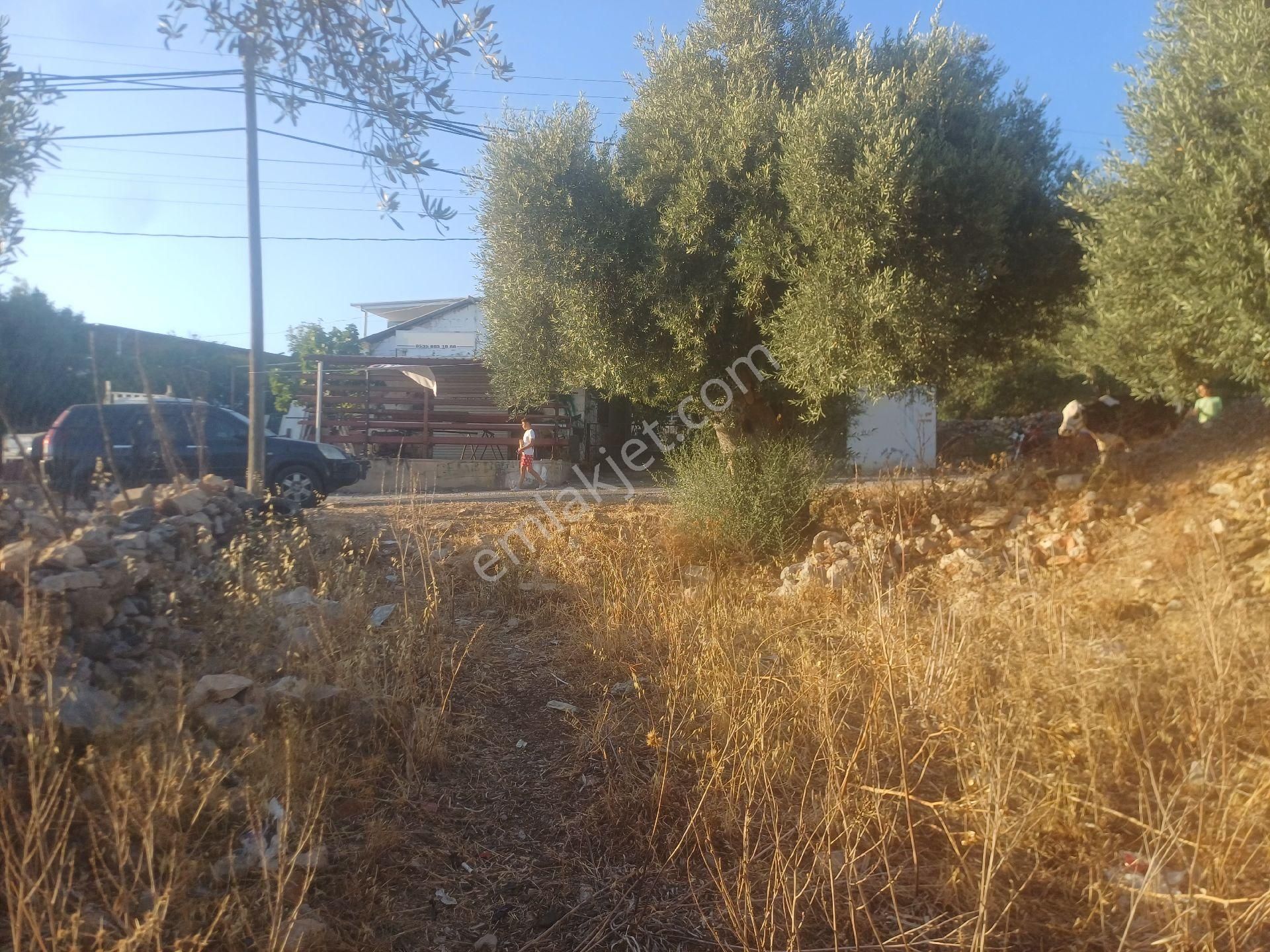 Milas Kazikli Mahallesinde Konut+ticari İmarlı Arsa - Görsel 5