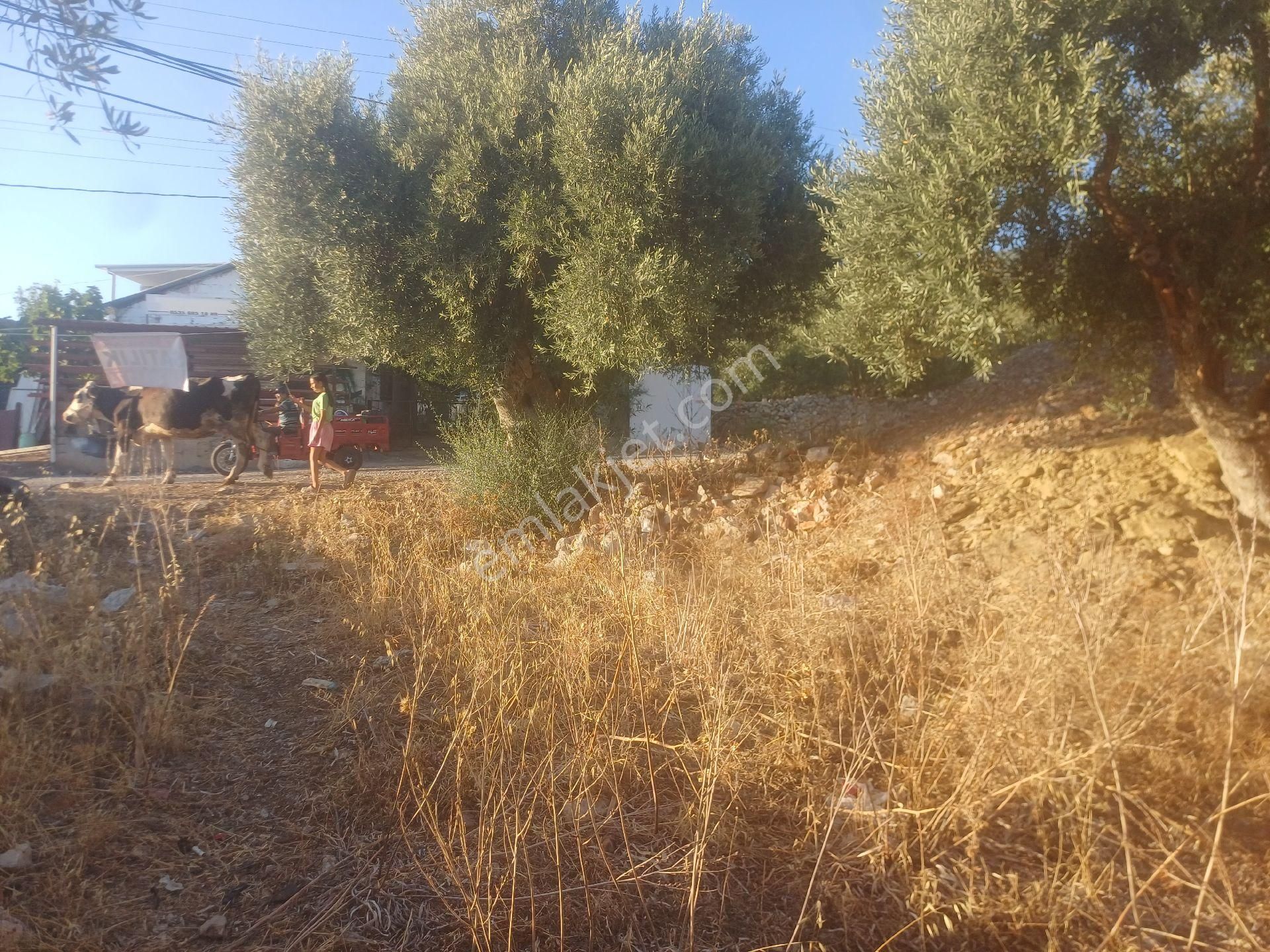 Milas Kazikli Mahallesinde Konut+ticari İmarlı Arsa - Görsel 8