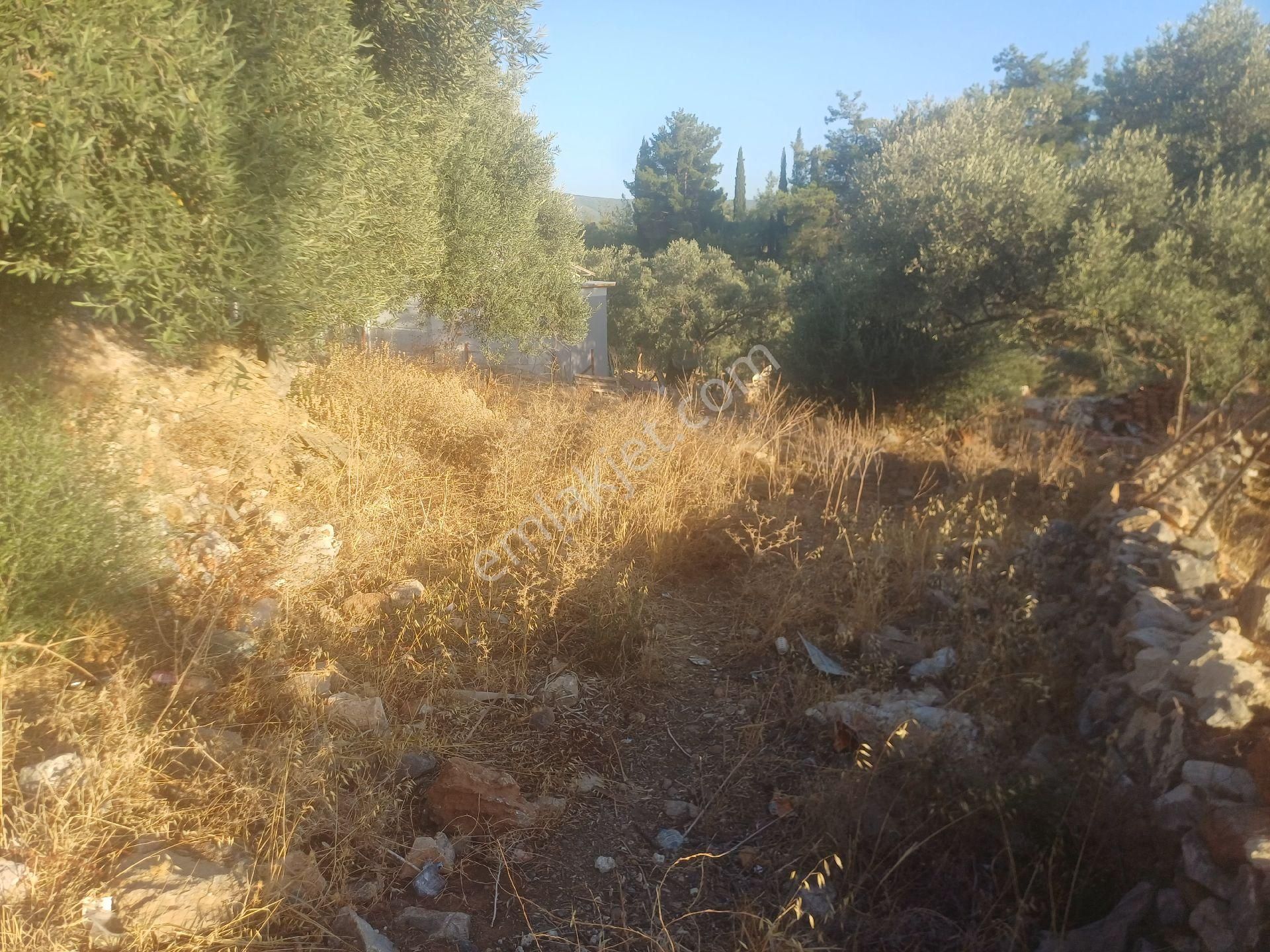 Milas Kazikli Mahallesinde Konut+ticari İmarlı Arsa - Görsel 14