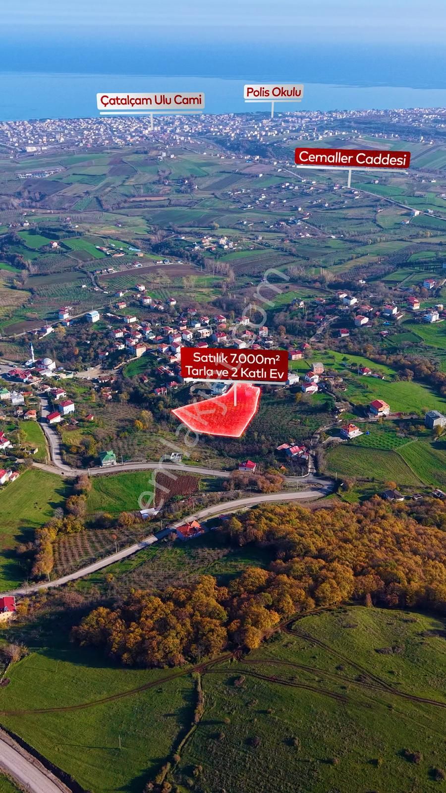 Truva'dan Taflan'da Evi Hazır,tamamı Fındık, Deniz Manzaralı Tarla - Görsel 4