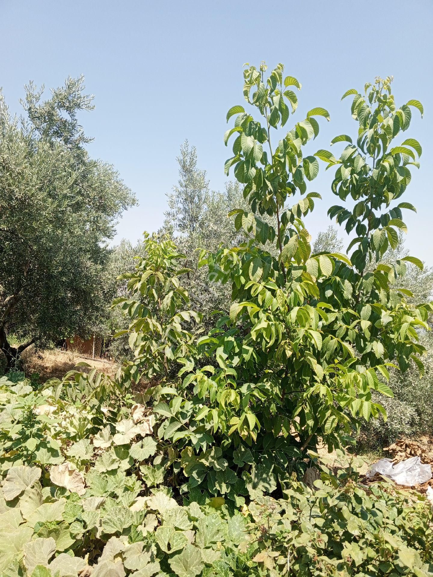 Manisa Kula Satılık Zeytin Ve Badem Tarlası - Görsel 2