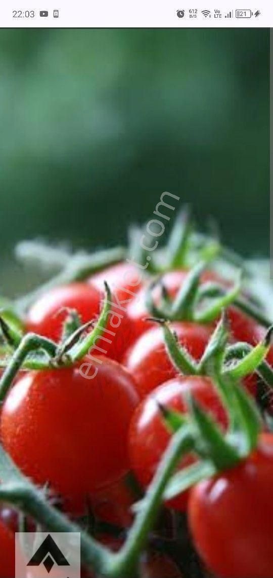 My Ekipdentam Yatırımlık İmarlı Arsa Başkent Ankara Polatlı Da Hemde Bu Fiyata Geleceği Bugün Al ... - Görsel 23