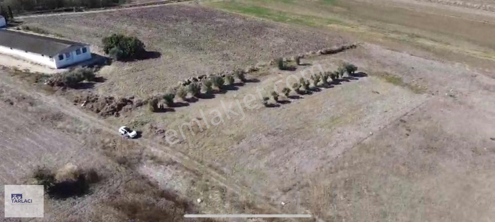 Doğancı'da 17 Ağaçlı Satılık Zeytinlik - Görsel 9