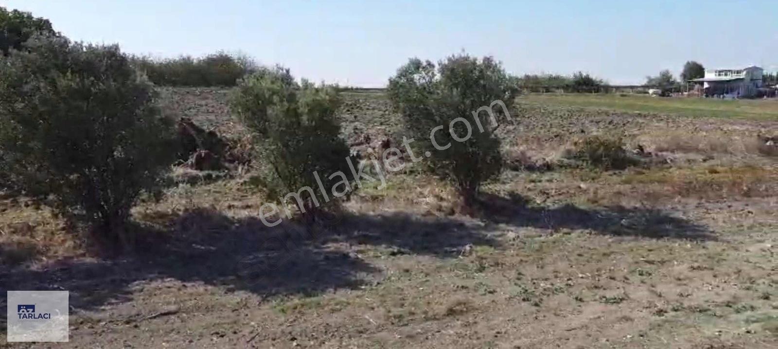 Doğancı'da 17 Ağaçlı Satılık Zeytinlik - Görsel 3