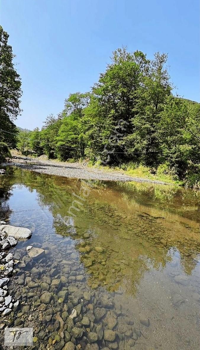 Bölgenin En Verimli Arazisi ,tapulu ,organik Fındık 13,795 M2
