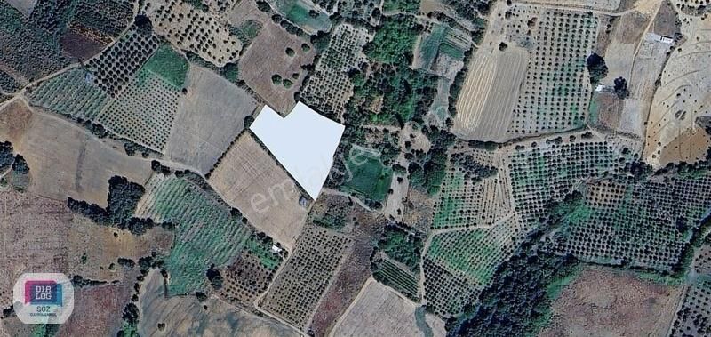 Dialog Söz Den Kestel Ümitalan Köyünde Satılık Meyve Bahçesi - Görsel 4