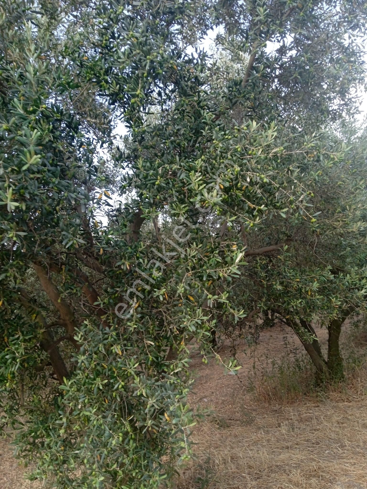 Yetişkin Zeytinlik - Görsel 2