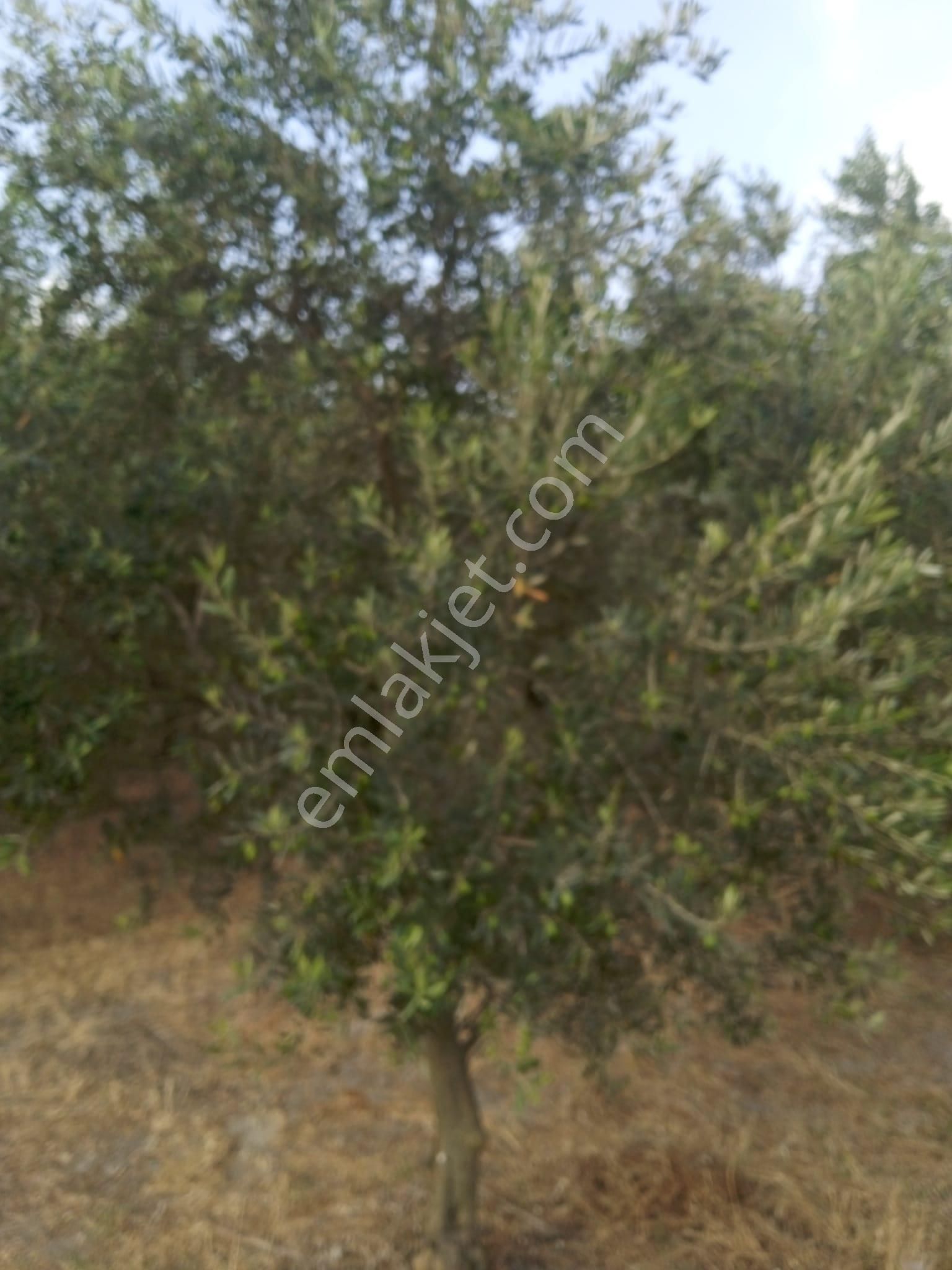 Yetişkin Zeytinlik - Görsel 10