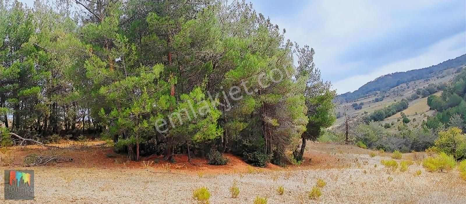 Bilecik Gölpazarı Türkmen Yatırımlık Uygun Fiyatlı 3 Dönüm Tarla