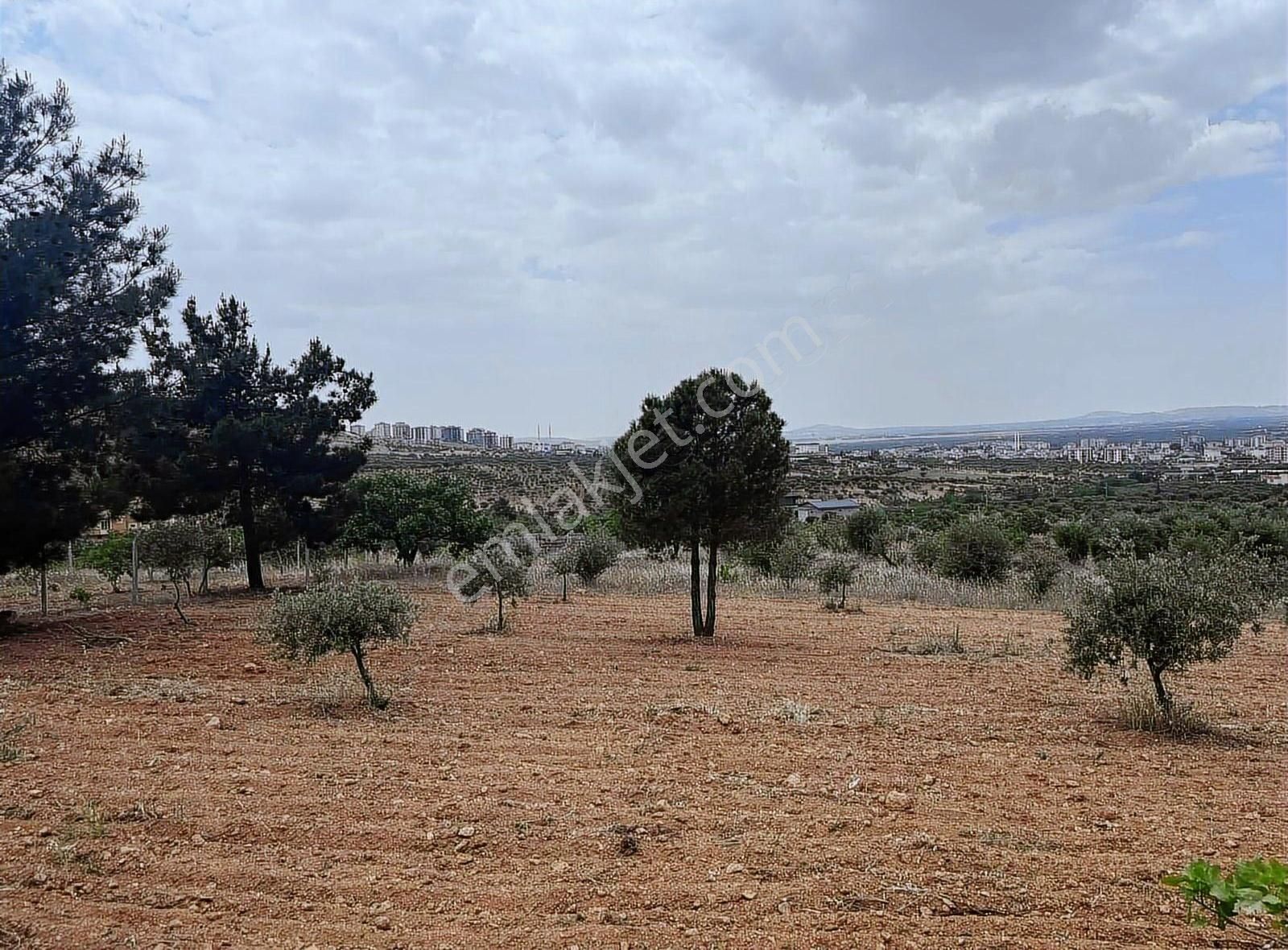 Aksoy Emlaktan Oğuzeli Subaşında Elektriği Suyu Mevcut Bağ Evi - Görsel 14