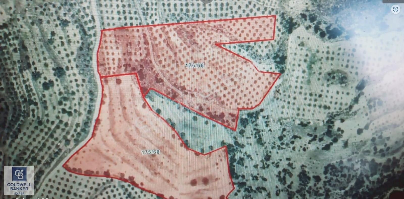 Aydın Bozdoğan Olukbaşıköyü Yatırımlık İncir Ve Zeytinlik Arsası